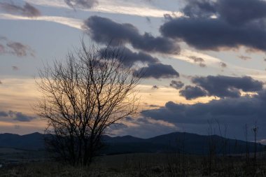 Ağaçlar ve manzaralı çayırda puslu bir sabah. Slovakya 