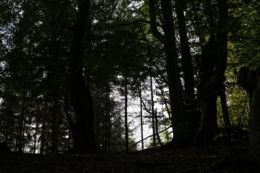 Ormanda sonbahar ağaçları, Slovakya