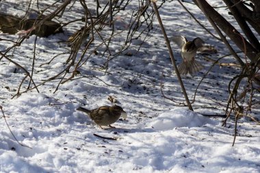Karlı arka plandaki kuşlar, Slovakya 'da kapanıyor