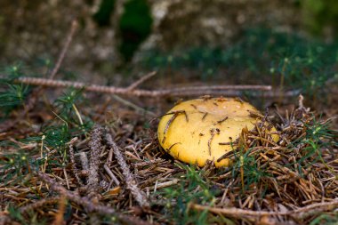 Çayırdaki ormandaki mantarlar. Slovakya