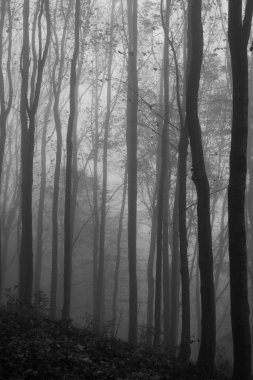 Sis dolu ormanın gündüz görüntüsü