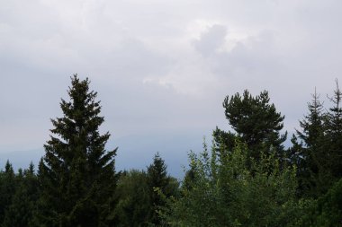 Mavi gökyüzü ve yeşil ağaçlı çayırların gündüz görüntüsü