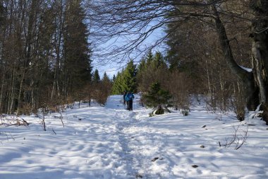 Slovakya 'da ormandaki kış ağaçları