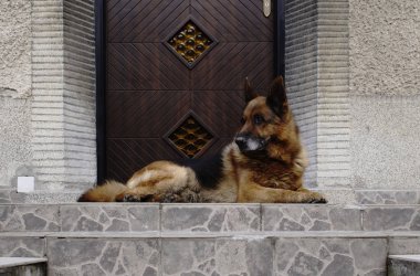 Köpek kapının yanında yatıyor. Yakın çekim.