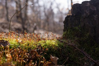 Slovakya 'nın gündüz çekim yeri