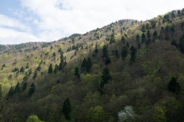 Arka planda ağaçlar olan güzel bir manzara