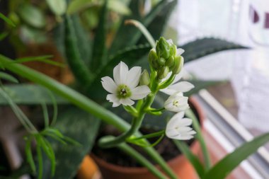 Bahçedeki güzel çiçekler. Yakın çekim.