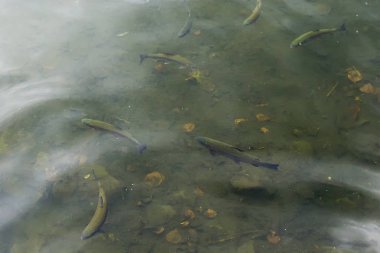 Doğanın arka planında göldeki balıklar