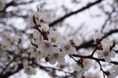 Bahar ağacı çiçek açıyor. Beyaz çiçek açan ağaç. Slovakya