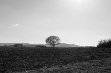Ağaçlar ve manzaralı çayırda puslu bir sabah. Slovakya