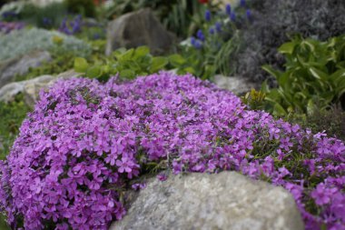 Güzel çiçekler. Yakın çekim. 