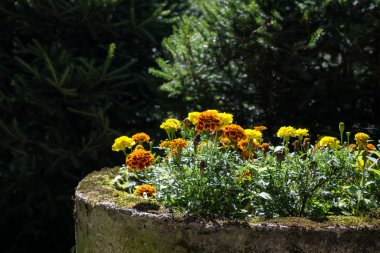 Bahçedeki güzel çiçekler arka planda, kapat