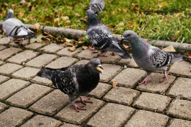Kasabadaki güvercinler. Slovakya