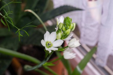 Bahçedeki güzel çiçekler. Yakın çekim.