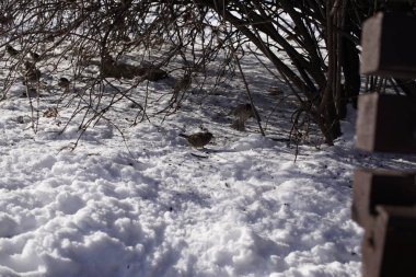 Karlı arka plandaki kuşlar, Slovakya 'da kapanıyor