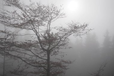 Sis dolu ormanın gündüz görüntüsü