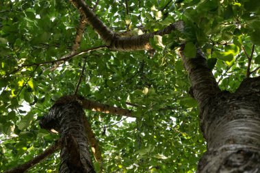 Ormanda sonbahar ağaçları, Slovakya