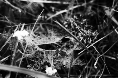 güzel bitkiler ve örümcek ağı, siyah ve beyaz