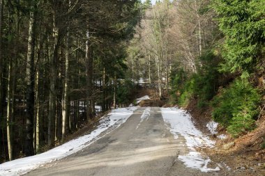 Slovakya 'da ormandaki kış ağaçları