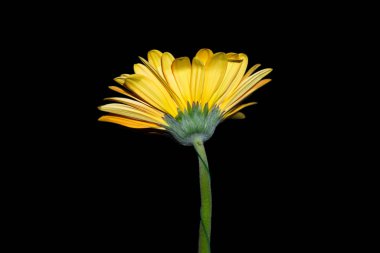 Koyu arkaplanda renkli Gerbera