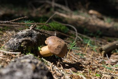 Çayırdaki ormandaki mantarlar. Slovakya