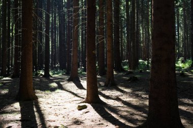 Ormanda sonbahar ağaçları, Slovakya