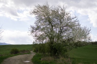Çimenler çayırda. Gündüz çekimi