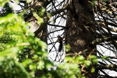 sincap arka planda ağaç dalında