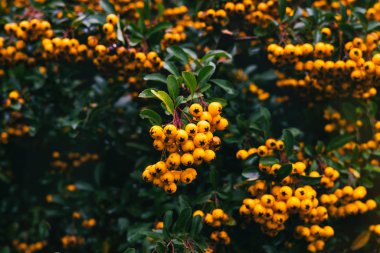 Sarı böğürtlen yeşil çalıda, yakın çekim