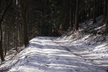 Slovakya 'da ormandaki kış ağaçları