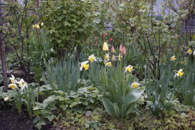 Güzel çiçekler. Yakın çekim. 