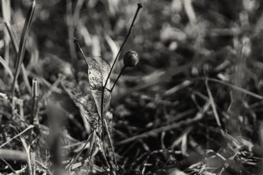 Autumn color forest day time shot