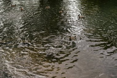 Güneşli bir günde gölde yüzen ördekler