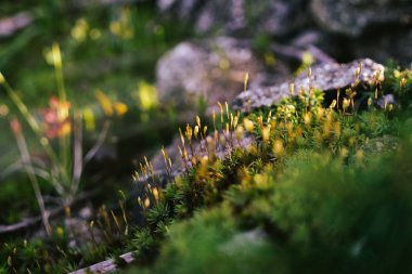 Çayırdaki güzel yeşil bitkiler. Slovakya