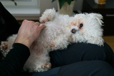 Evinde küçük beyaz bir köpek olan çiçek.