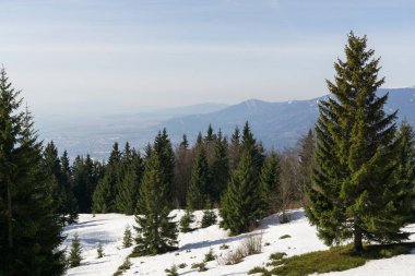 Slovakya 'da ormandaki kış ağaçları
