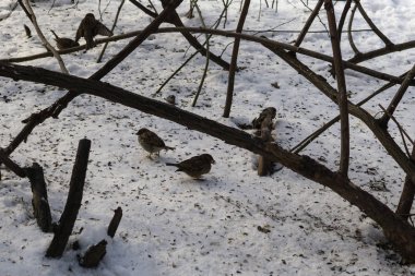 Kışın ormandaki kuşlar