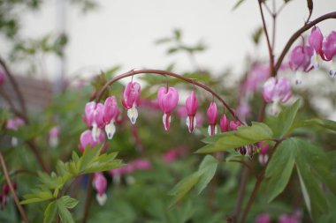 Güzel çiçekler. Yakın çekim. 