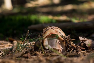 Çayırdaki ormandaki mantarlar. Slovakya