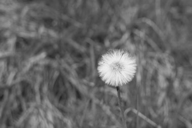 Günbatımında Slovakya 'da güzel bir karahindiba 