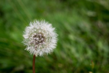 Kuru karahindiba yemyeşil ile çevrili