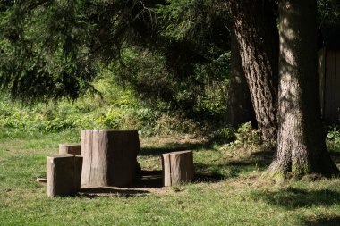 Yaz ormanı doğa arka planında