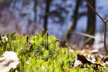 Slovakya 'nın gündüz çekim yeri