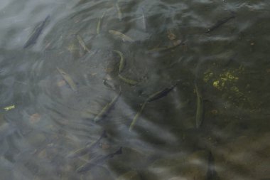 Bahar doğasında göl. Slovakya