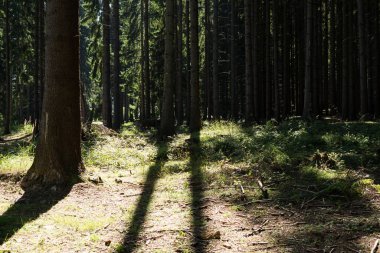 Ormanda sonbahar ağaçları, Slovakya