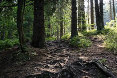 Arka planda ağaçlar olan güzel orman