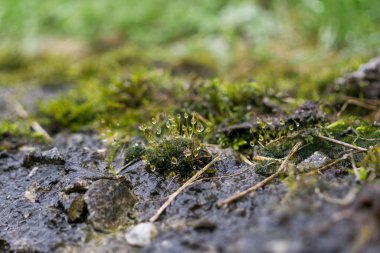 Çayırdaki güzel yeşil bitkiler. Slovakya