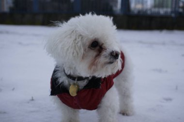  beyaz küçük köpek kışın
