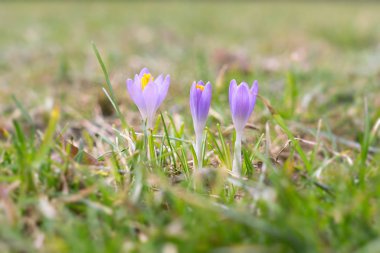 Güzel çiçek atış kapatın 