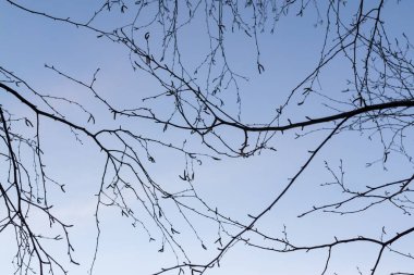 Gündüz vakti ormanda yeşil ağaçlar.